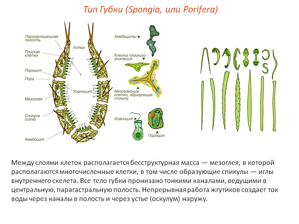 Кракен дарк шоп